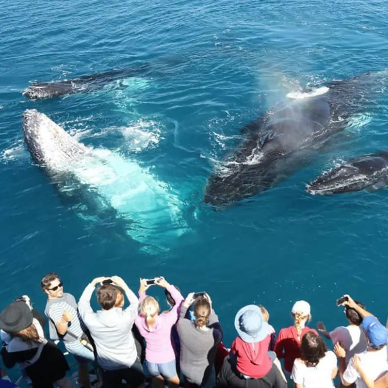 Whale Watching image